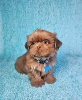 Harley , a male Shih Tzu for sale in Belleview, FL – 2 of 10