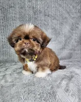 Cooper , a male Shih Tzu for sale in Belleview, FL – 2 of 10