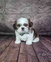 Lewis , a male Shih Tzu for sale in Belleview, FL – 7 of 10