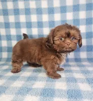 Hercules , a male Shih Tzu for sale in Belleview, FL – 3 of 10