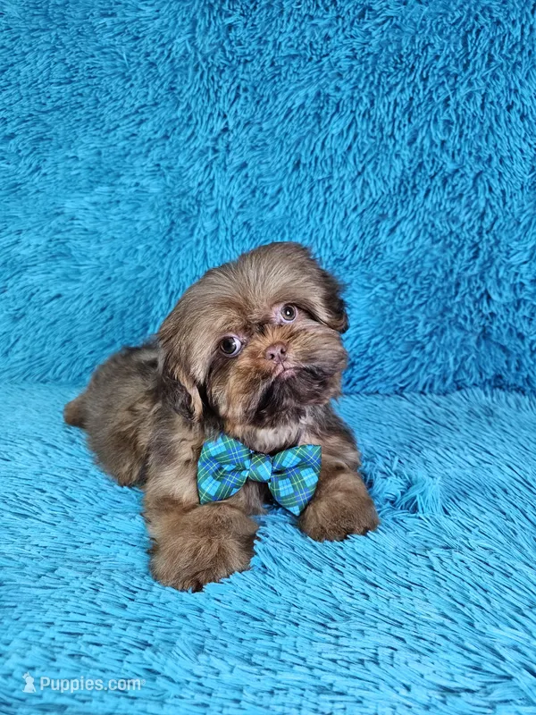 Rocco – Shih Tzu puppy for sale in Belleview, FL