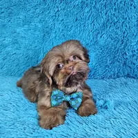 Rocco, a male Shih Tzu for sale in Belleview, FL – Photo 1 of 10