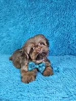 Rocco, a male Shih Tzu for sale in Belleview, FL – Photo 10 of 10
