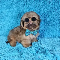 Rocco, a male Shih Tzu for sale in Belleview, FL – Photo 10 of 10