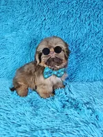 Rocco, a male Shih Tzu for sale in Belleview, FL – Photo 9 of 10