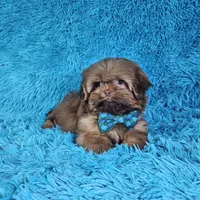 Rocco, a male Shih Tzu for sale in Belleview, FL – Photo 7 of 10