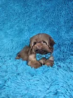 Rocco, a male Shih Tzu for sale in Belleview, FL – Photo 6 of 10