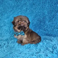 Rocco, a male Shih Tzu for sale in Belleview, FL – Photo 2 of 10