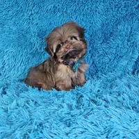 Rocco, a male Shih Tzu for sale in Belleview, FL – Photo 9 of 10