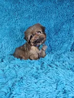 Rocco, a male Shih Tzu for sale in Belleview, FL – Photo 8 of 10