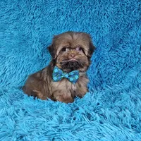 Rocco, a male Shih Tzu for sale in Belleview, FL – Photo 4 of 10