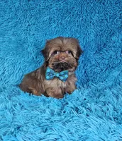 Rocco, a male Shih Tzu for sale in Belleview, FL – Photo 2 of 10