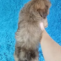 Rocco, a male Shih Tzu for sale in Belleview, FL – Photo 5 of 10