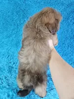 Rocco, a male Shih Tzu for sale in Belleview, FL – Photo 3 of 10