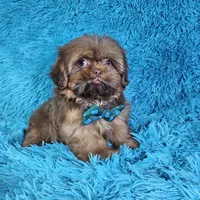 Rocco, a male Shih Tzu for sale in Belleview, FL – Photo 3 of 10