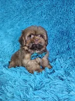 Rocco, a male Shih Tzu for sale in Belleview, FL – Photo 4 of 10