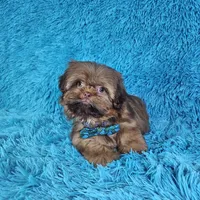 Rocco, a male Shih Tzu for sale in Belleview, FL – Photo 8 of 10