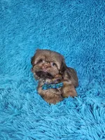 Rocco, a male Shih Tzu for sale in Belleview, FL – Photo 7 of 10