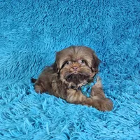 Rocco, a male Shih Tzu for sale in Belleview, FL – Photo 6 of 10
