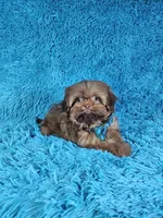 Rocco, a male Shih Tzu for sale in Belleview, FL – Photo 5 of 10