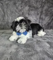 Leny, a male Shih Tzu for sale in Belleview, FL – 3 of 10