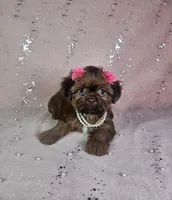 Yara, a female Shih Tzu for sale in Belleview, FL – 2 of 10