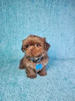 Harley , a male Shih Tzu for sale in Belleview, FL – 10 of 10