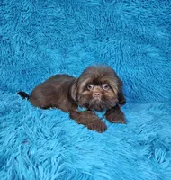 Hercules , a male Shih Tzu for sale in Belleview, FL – 2 of 10