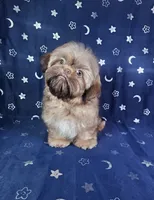 Gus, a male Shih Tzu for sale in Belleview, FL – 8 of 10