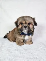 Polo, a male Shih Tzu for sale in Belleview, FL – 2 of 10