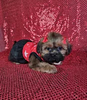 Ladybug , a female Shih Tzu for sale in Belleview, FL – 8 of 10
