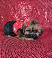 Ladybug , a female Shih Tzu for sale in Belleview, FL – 5 of 10