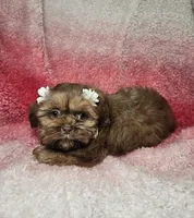 May, a female Shih Tzu for sale in Belleview, FL – 3 of 10