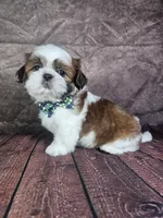 Lewis , a male Shih Tzu for sale in Belleview, FL – 5 of 10