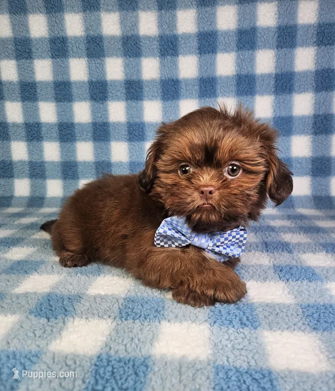 Hercules  – Shih Tzu puppy for sale in Belleview, FL