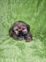 Samuel , a male Shih Tzu for sale in Belleview, FL – 6 of 10