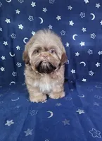 Gus, a male Shih Tzu for sale in Belleview, FL – 5 of 10
