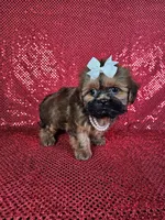 Ladybug , a female Shih Tzu for sale in Belleview, FL – 6 of 10