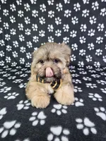 Otto, a male Shih Tzu for sale in Belleview, FL – 6 of 10