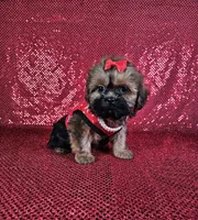 Ladybug , a female Shih Tzu for sale in Belleview, FL – 10 of 10
