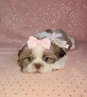 Aitana, a female Shih Tzu for sale in Belleview, FL – 7 of 10