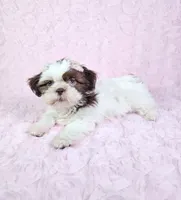 Laura, a female Shih Tzu for sale in Belleview, FL – 6 of 10
