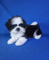 Luis , a male Shih Tzu for sale in Belleview, FL – 7 of 10
