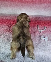 Kira, a female Shih Tzu for sale in Belleview, FL – Photo 4 of 10