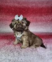 Kira, a female Shih Tzu for sale in Belleview, FL – Photo 3 of 10