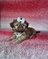 Kira, a female Shih Tzu for sale in Belleview, FL – Photo 8 of 10