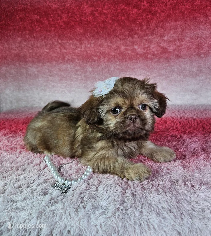 Kira – Shih Tzu puppy for sale in Belleview, FL