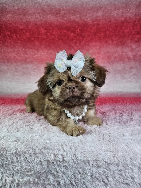 Kira – Shih Tzu puppy for sale in Belleview, FL