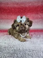 Kira, a female Shih Tzu for sale in Belleview, FL – Photo 7 of 10