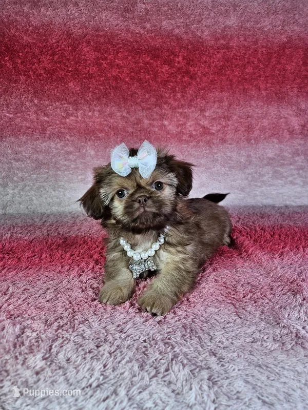 Kira – Shih Tzu puppy for sale in Belleview, FL